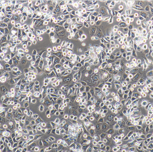 C8-D1A[AstrocytetypeIclone]小鼠小腦細胞,C8-D1A[AstrocytetypeIclone]