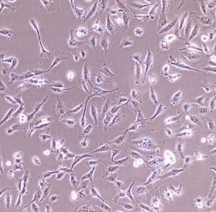 COV434人卵巢顆粒腫瘤細(xì)胞,COV434