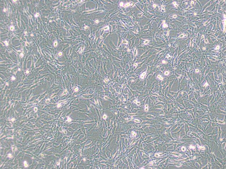 FDC-P1小鼠正常骨髓细胞,FDC-P1