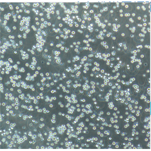 Ramos-2G6-4C10人B淋巴瘤细胞