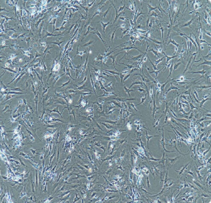 Oct4-Neo小鼠胚胎干细胞,Oct4-Neo