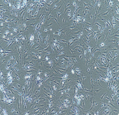 D283Med人腦髓母細(xì)胞瘤細(xì)胞,D283Med