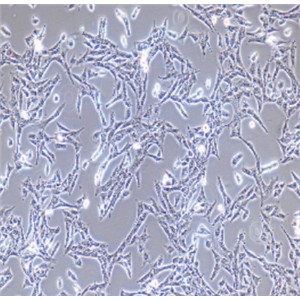 CF-1MEFCF-1小鼠胚胎成纤维细胞，经mitomycin-C处理，P3,300万细胞