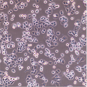 抗鼠CD4單克隆細(xì)胞