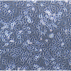 MDA-MB-436人乳腺腺癌细胞