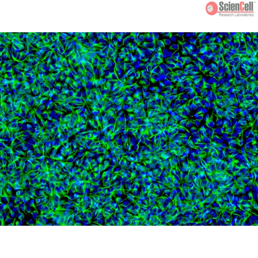 重組和天然蛋白質,Proteins and Peptides