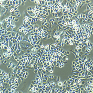 LA795小鼠肺腺癌细胞,LA795