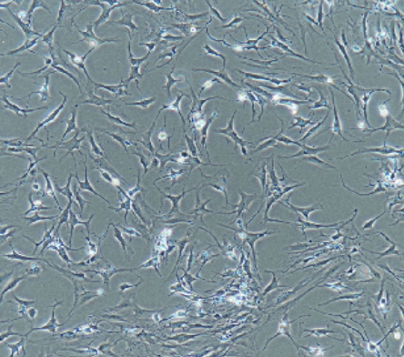 U-373MG人胶质瘤细胞,U-373MG