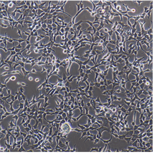 M059K人胶质瘤细胞人胶质瘤细胞