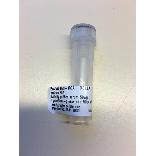 H3 |组蛋白H3（兔抗体）（核标记）,H3|Histone H3(rabbit antibody)(nuclear marker)