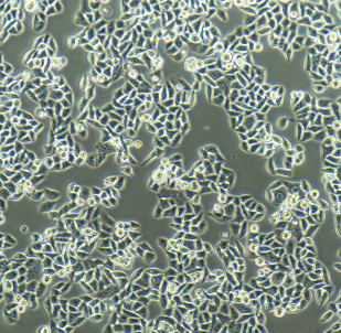 SMC-1人胸膜间皮瘤细胞,SMC-1