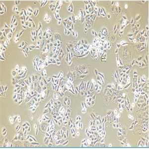 M-1小鼠肾集合管细胞