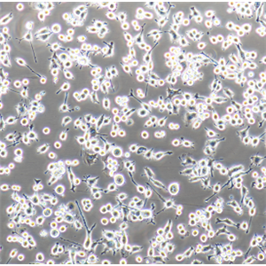 PC-3M-2B4人低转移前列腺癌细胞