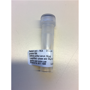 PIF3|Phytochrome interacting factor 3(goat antibody)