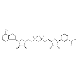 硫代氧化型辅酶I,Thionicotinamide Adenine Dinucleotide