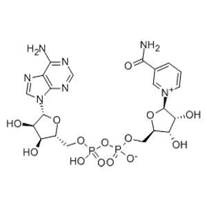 氧化型辅酶Ⅰ,β-Nicotinamide Adenine Dinucleotide