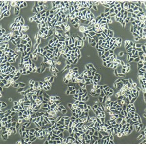 HEL299人红白细胞白血病细胞,HEL299