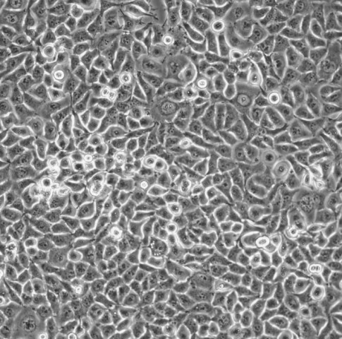 小鼠肾实质原代细胞