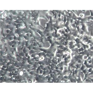 小鼠子宫平滑肌原代细胞