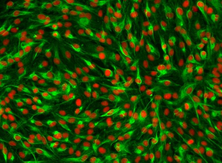 大鼠肝实质原代细胞