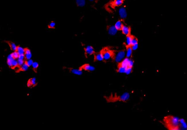 大鼠骨髓来源巨噬原代细胞