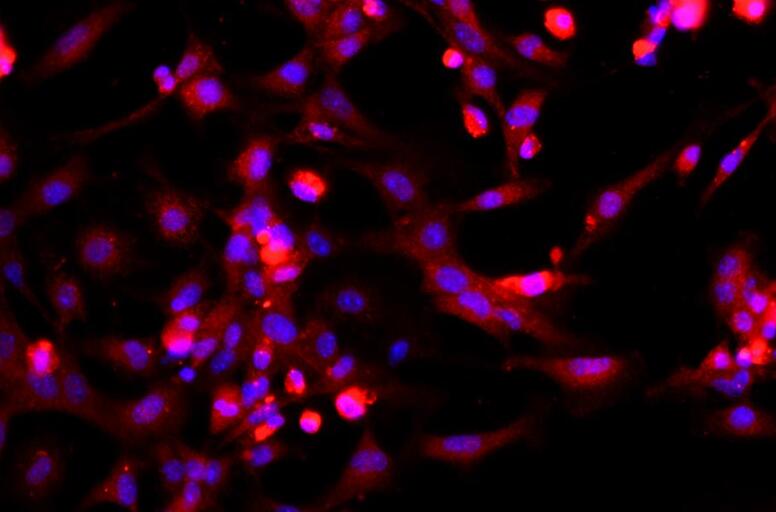 大鼠肺泡巨噬原代细胞