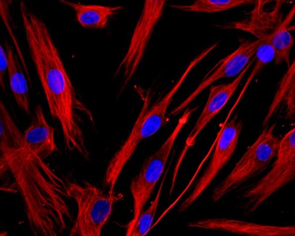 大鼠胚胎成纤维原代细胞