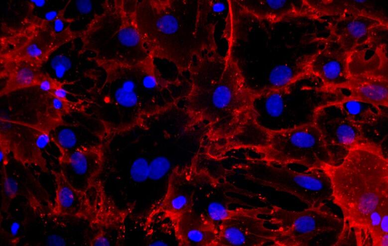 大鼠微血管周原代细胞