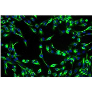 大鼠肾足突原代细胞
