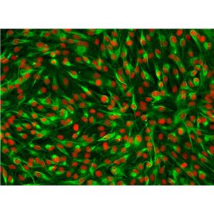 大鼠视网膜微血管内皮原代细胞