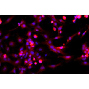 大鼠肌源性干原代细胞