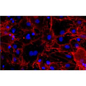 大鼠微血管周原代细胞