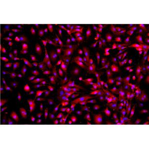 大鼠卵泡膜原代细胞