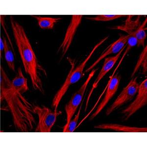 人视网膜星形胶质原代细胞