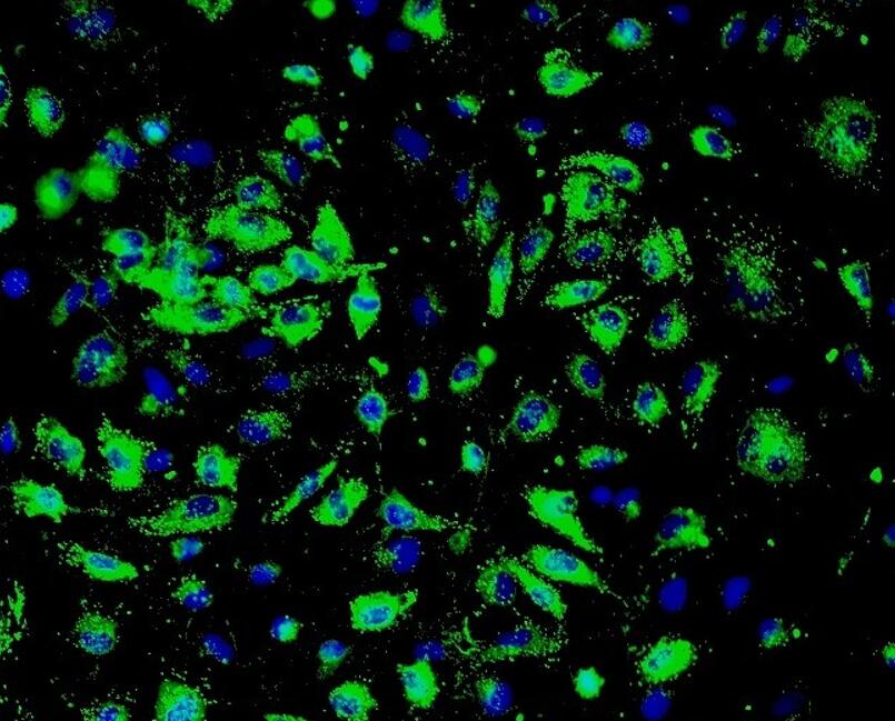 小鼠骨髓单核原代细胞