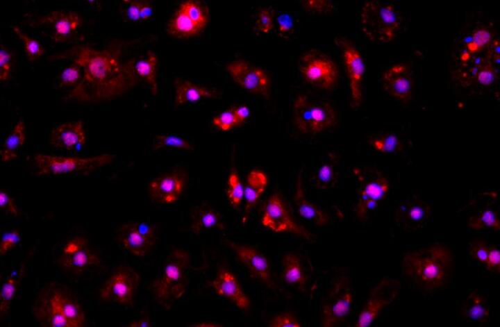 小鼠肾系膜原代细胞