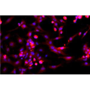 小鼠海马趾星形胶质原代细胞