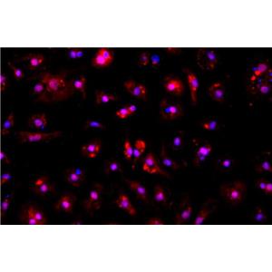 小鼠肾系膜原代细胞