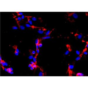 CD1小鼠淋巴单核原代细胞MLMC