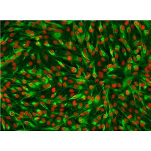 小鼠脾巨噬原代细胞MSMa-CD57BL/6