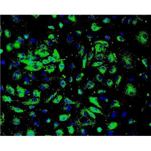 小鼠视网膜微血管内皮原代细胞