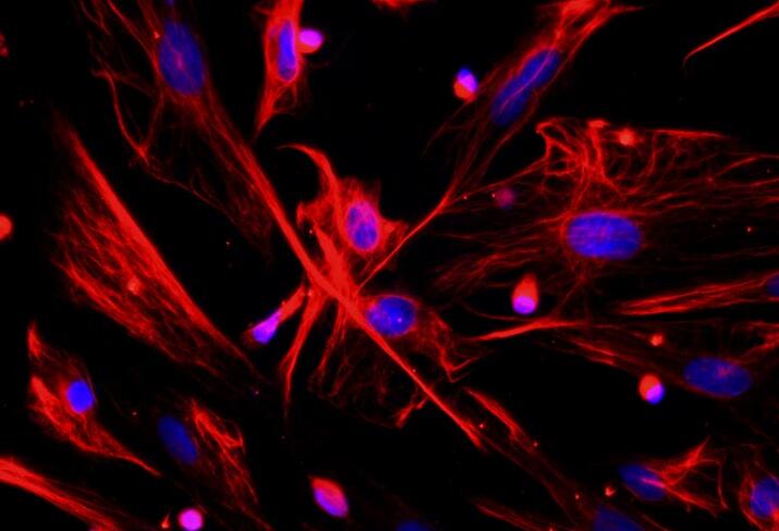 大鼠脉络膜血管内皮原代细胞