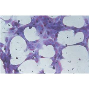 肝内胆管上皮原代细胞