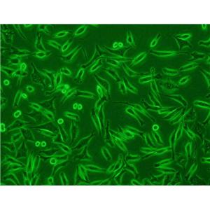 小鼠肾系膜成纤维原代细胞