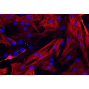 小鼠肝动脉内皮原代细胞