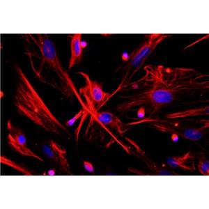 大鼠脉络膜血管内皮原代细胞
