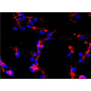 小鼠神经少突胶质原代细胞