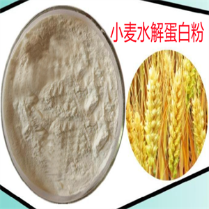 小麦水解蛋白粉