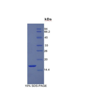 再生胰岛衍生蛋白3α(REG3a)重组蛋白,Recombinant Regenerating Islet Derived Protein 3 Alpha (REG3a)