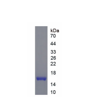 再生胰岛衍生蛋白3γ(REG3g)重组蛋白,Recombinant Regenerating Islet Derived Protein 3 Gamma (REG3g)